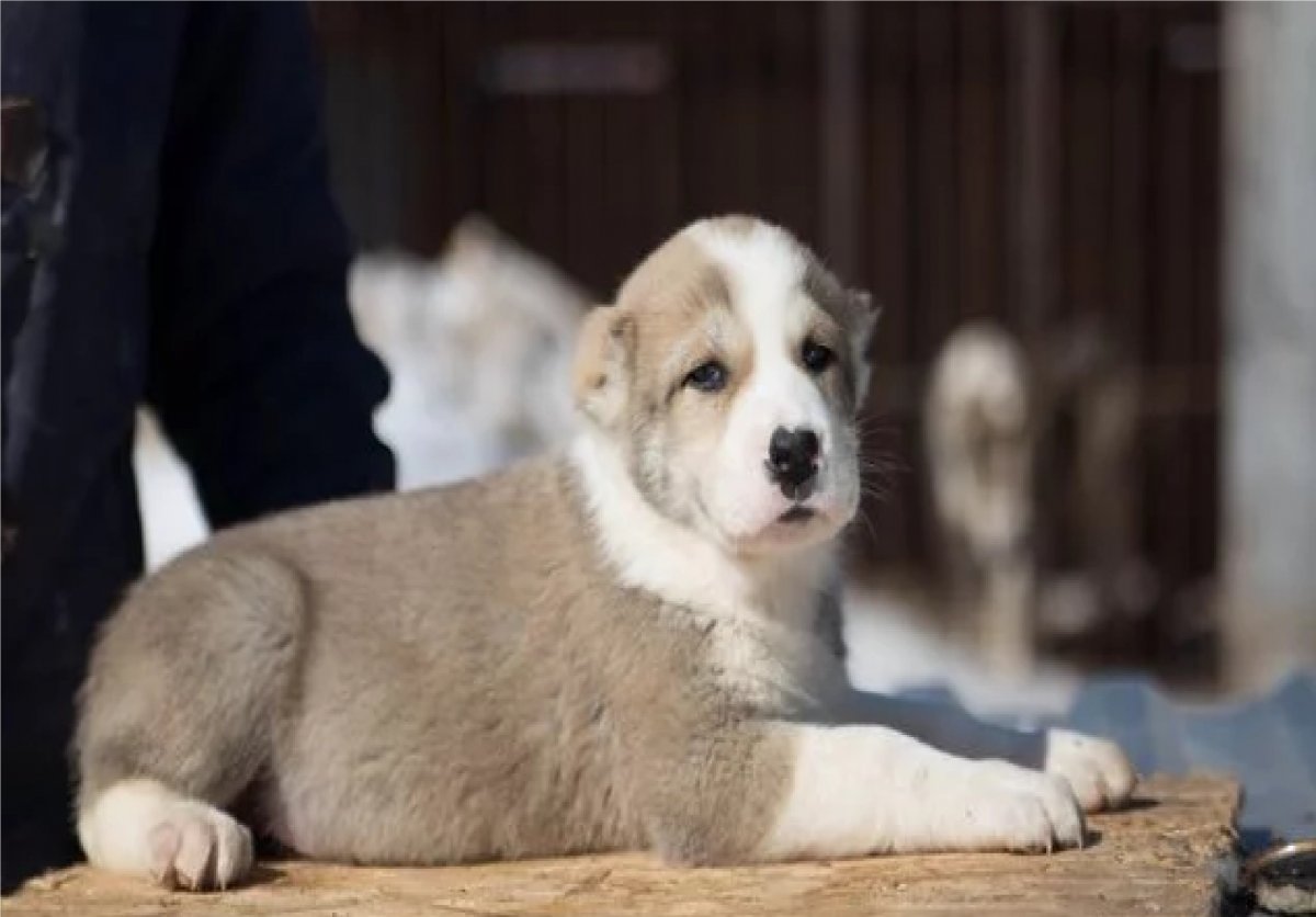 Алабай Аляска