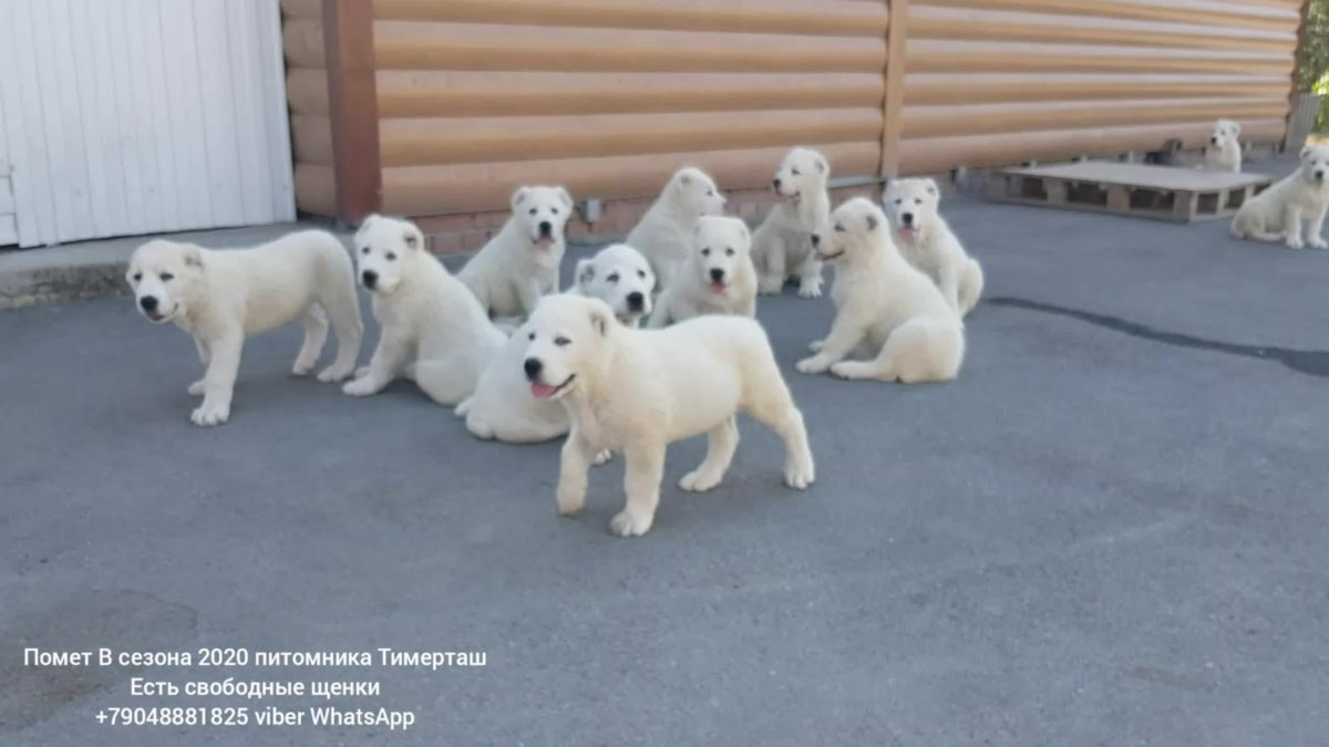 Щенок алабая белый