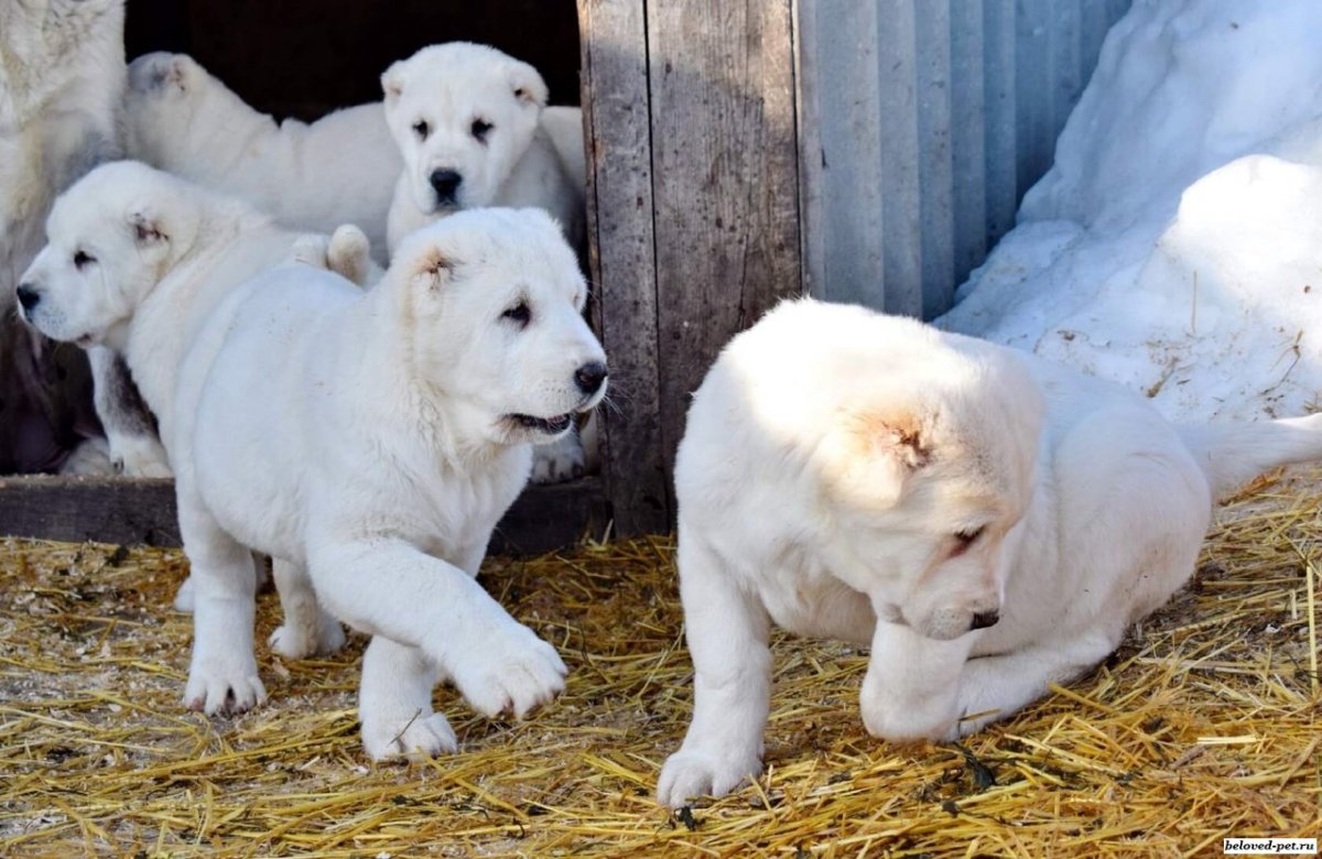 Алабай щенок серый