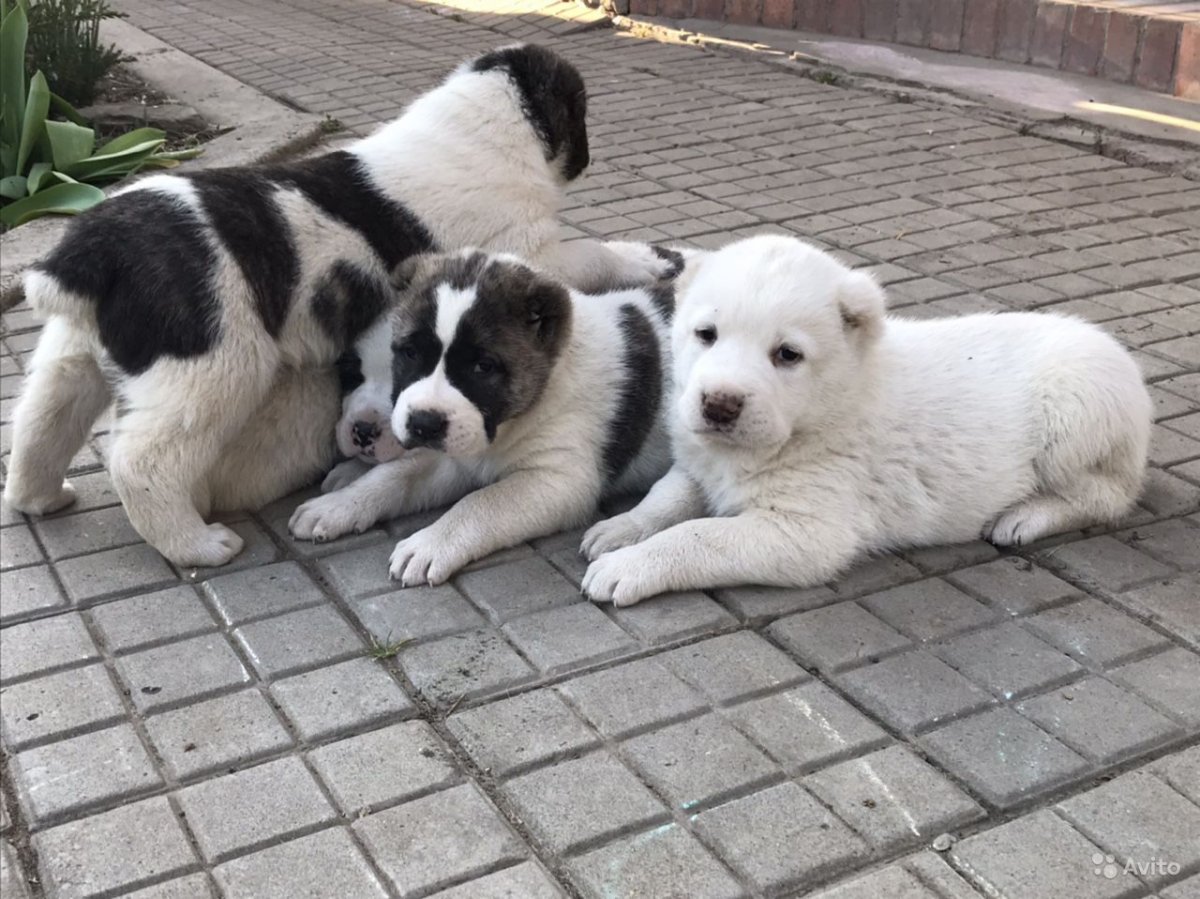 Среднеазиатская овчарка