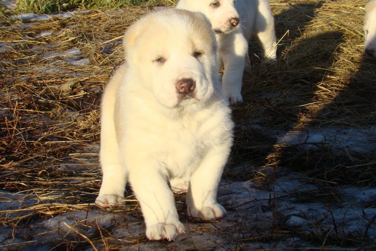 Среднеазиатская овчарка