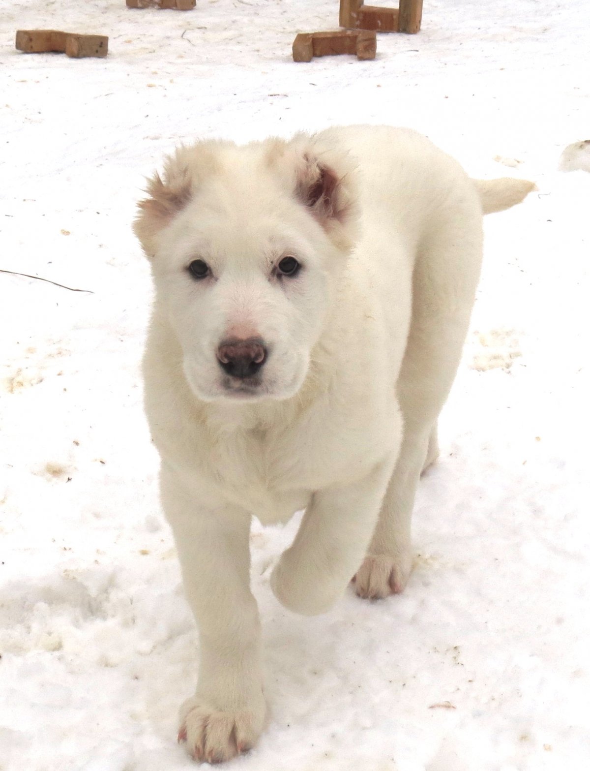 Алабай в полгода