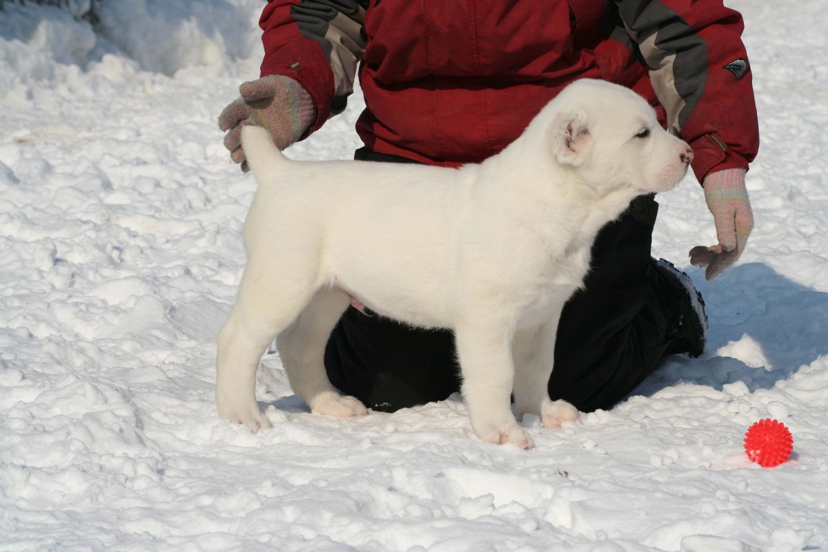 Щенки алабаев в Краснодарском крае