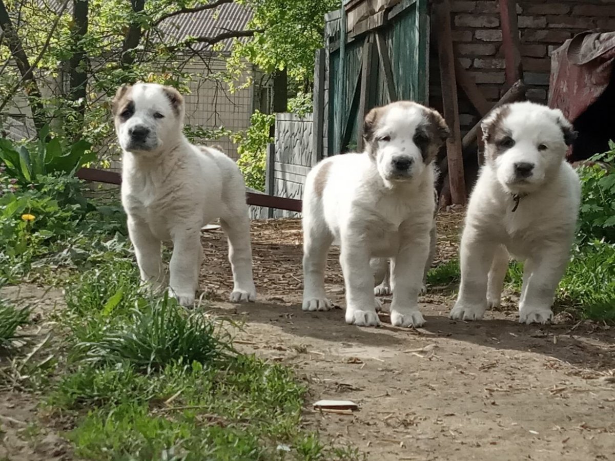 САО алабай щенки