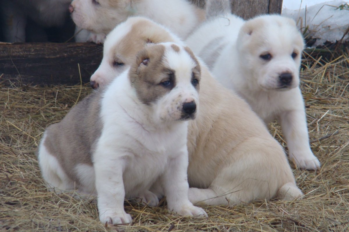 Щенки среднеазиатской овчарки Апрелевка авито