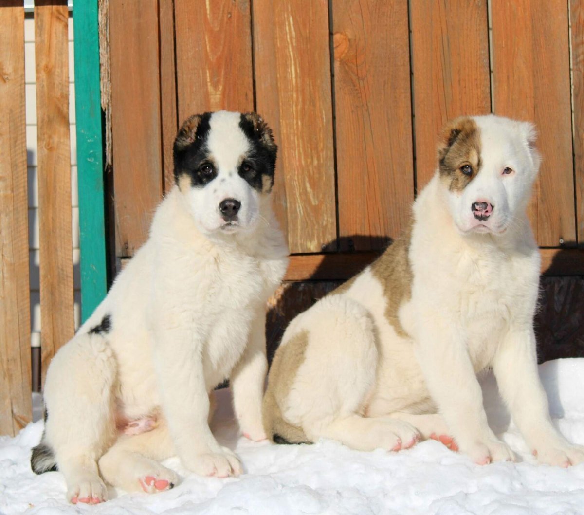 Купить щенка алабая в Челябинске