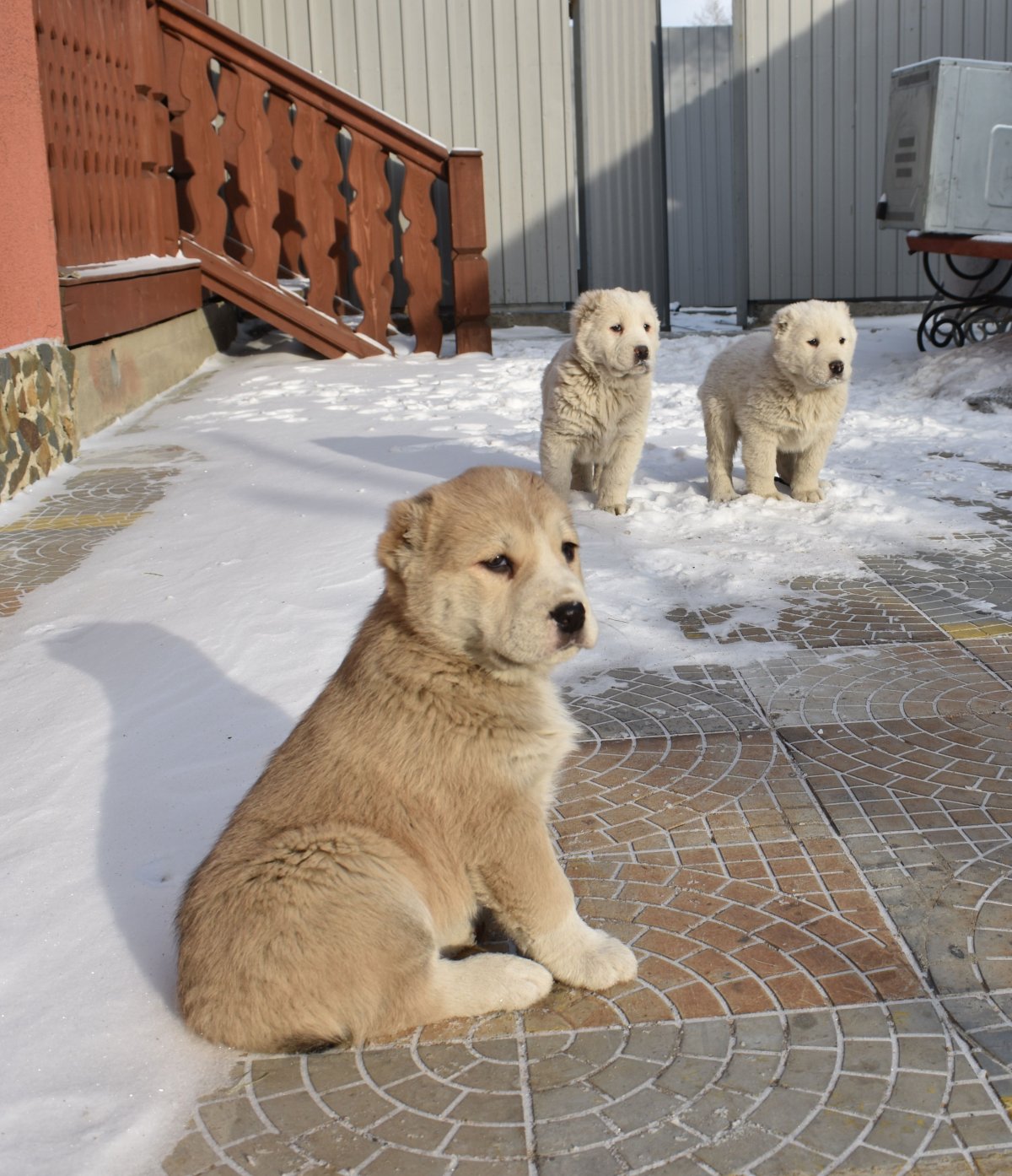 Средняя азиатская овчарка малыш