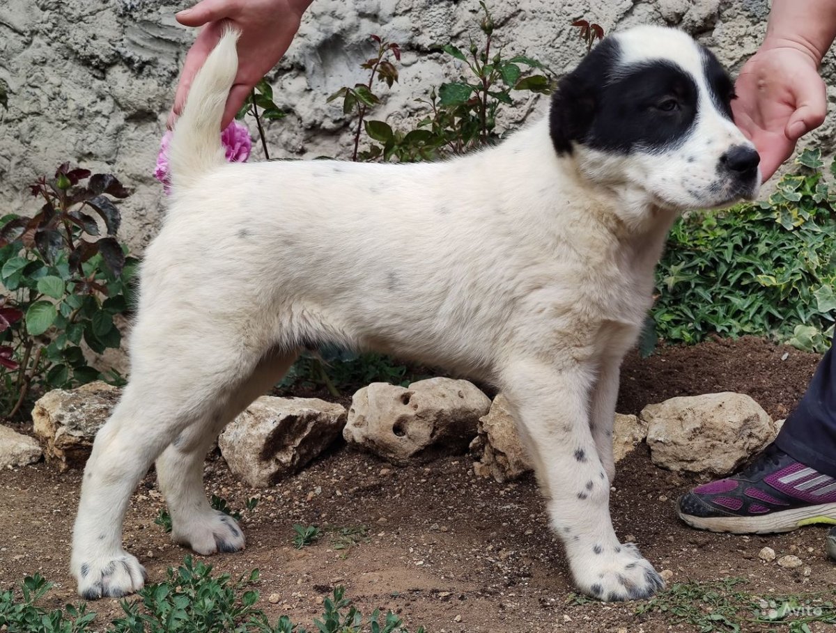 Алабай бежевый