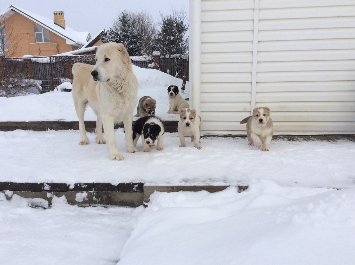 Среднеазиатская овчарка щенки