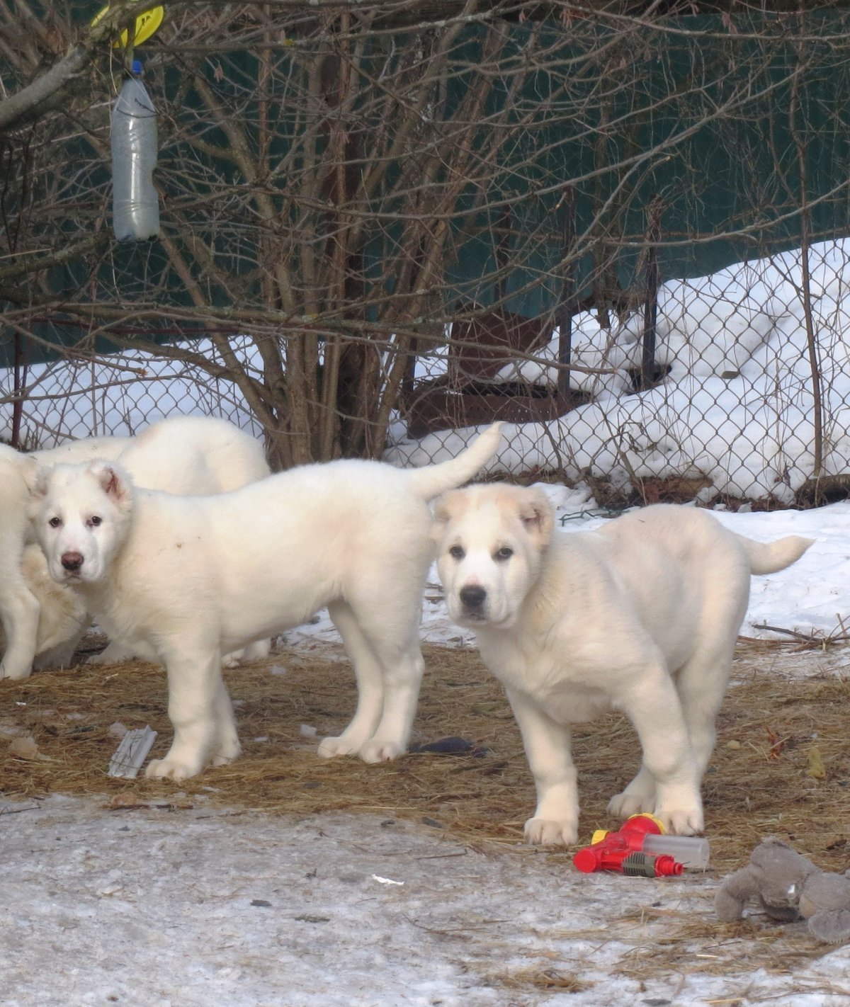 Алабай собака щенок