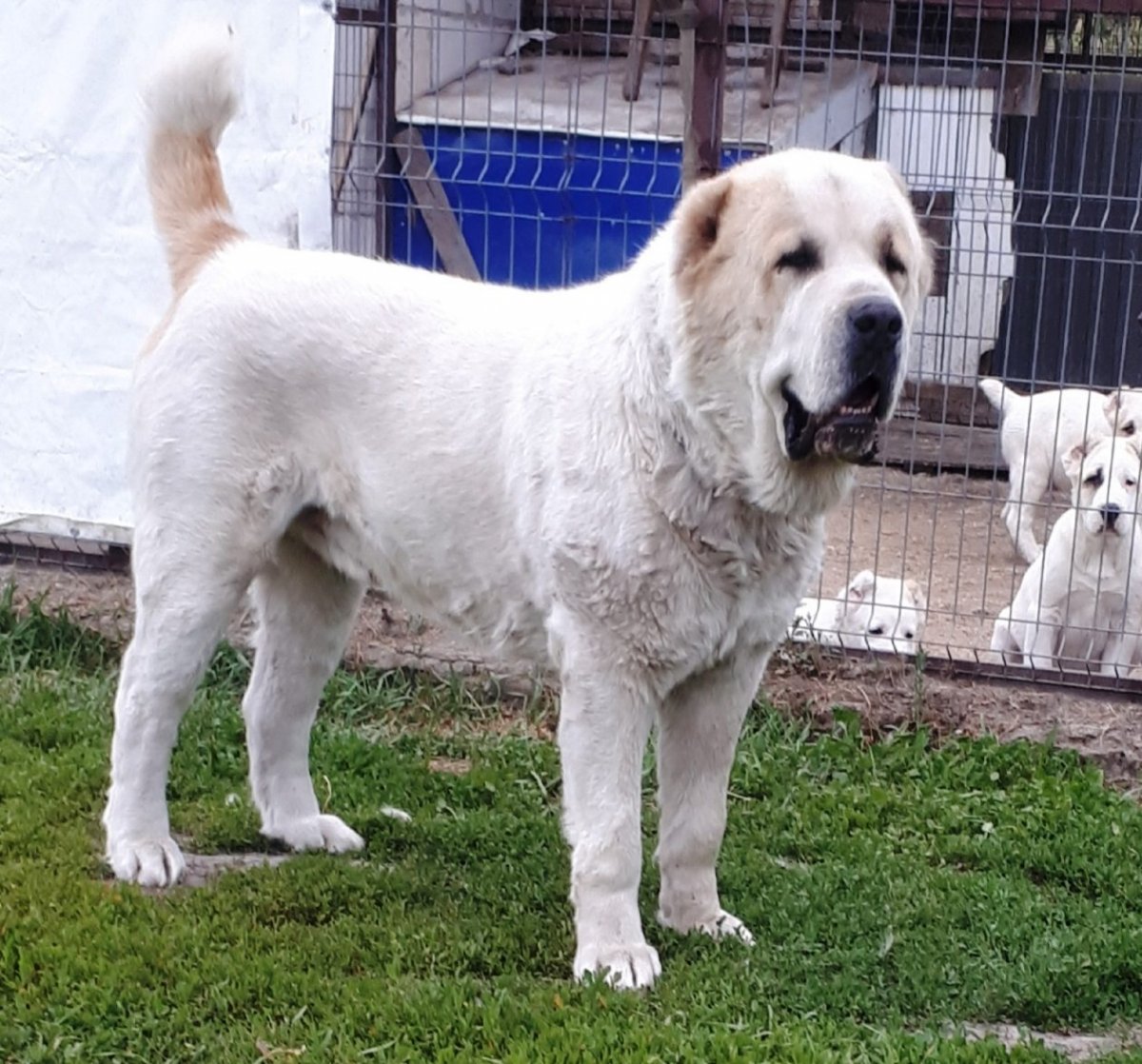 Обои на рабочий стол алабай