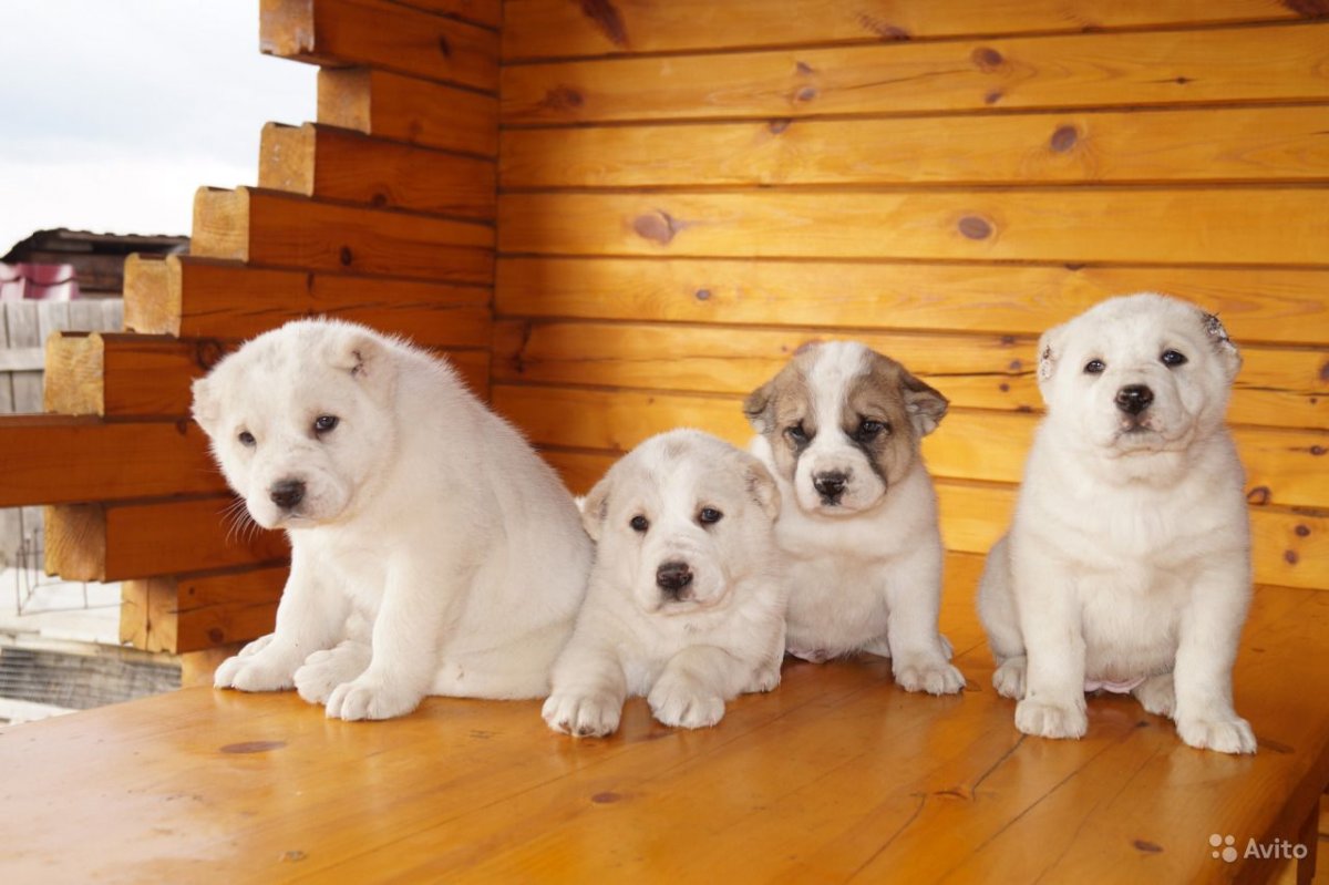 Шахрияр Устахан Среднеазиатская овчарка