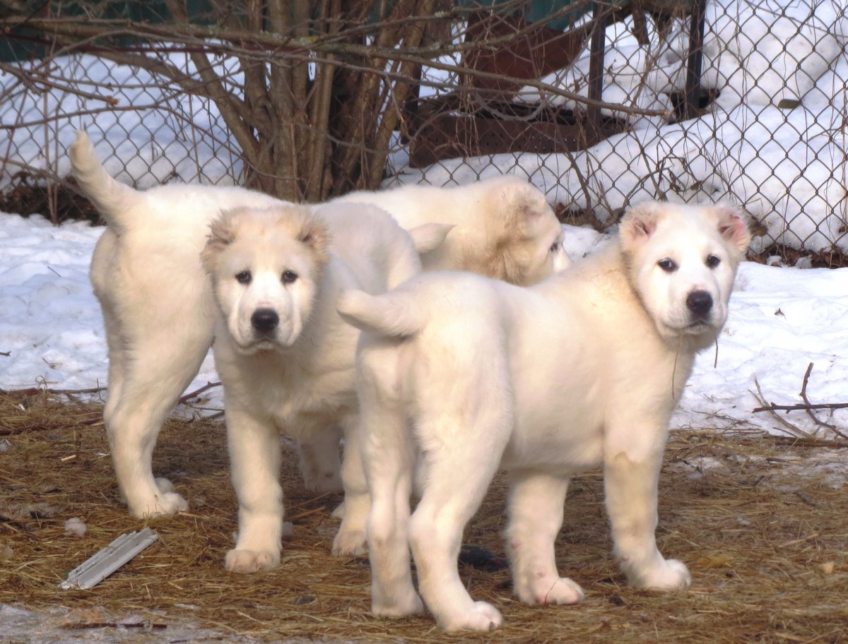 Среднеазиатская овчарка АК Магаш питомник Екатеринбург