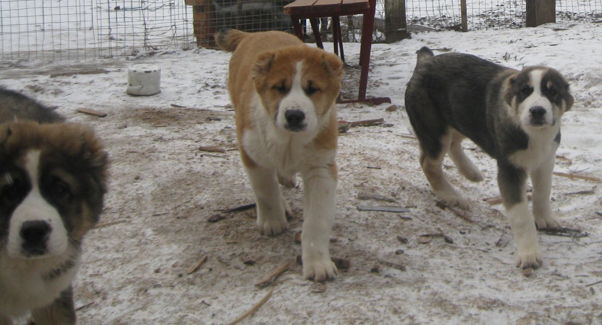 Среднеазиатская овчарка чемпион мира