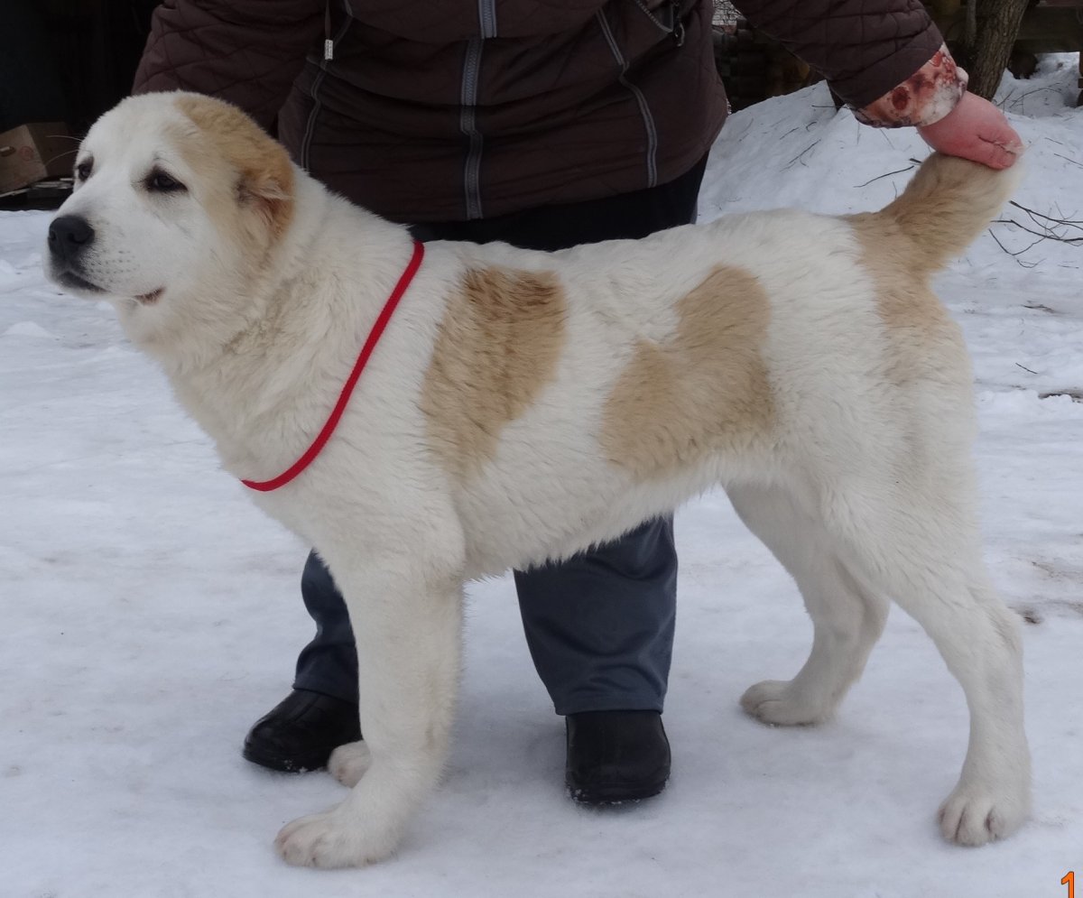 Чип собака САО