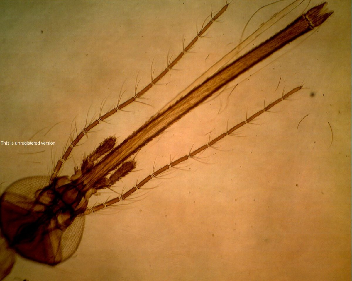 Малярийный комар микроскоп