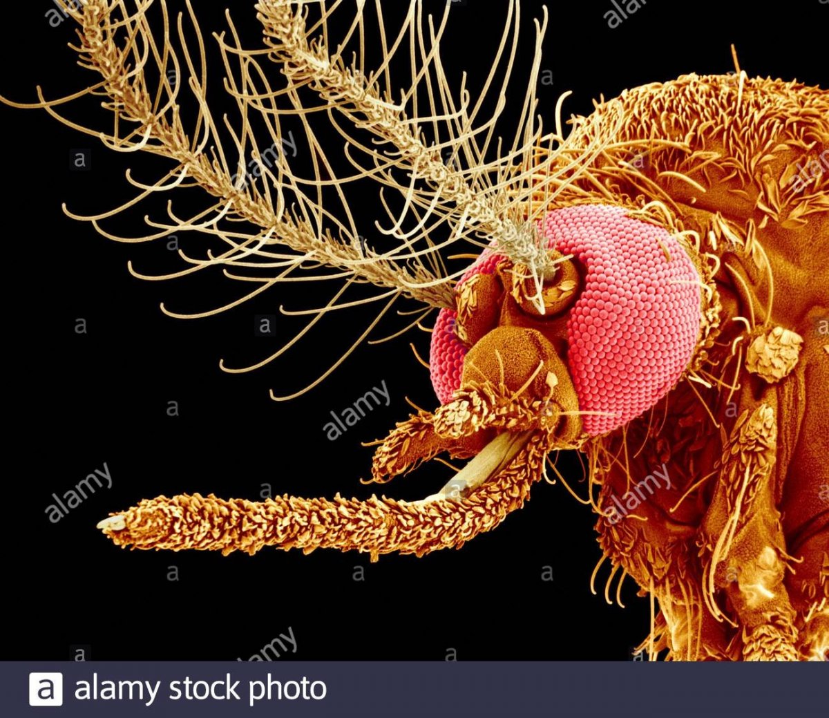 Хобот комара под микроскопом