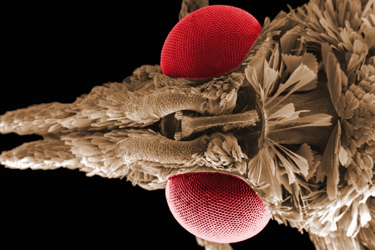 Малярийный комар под микроскопом
