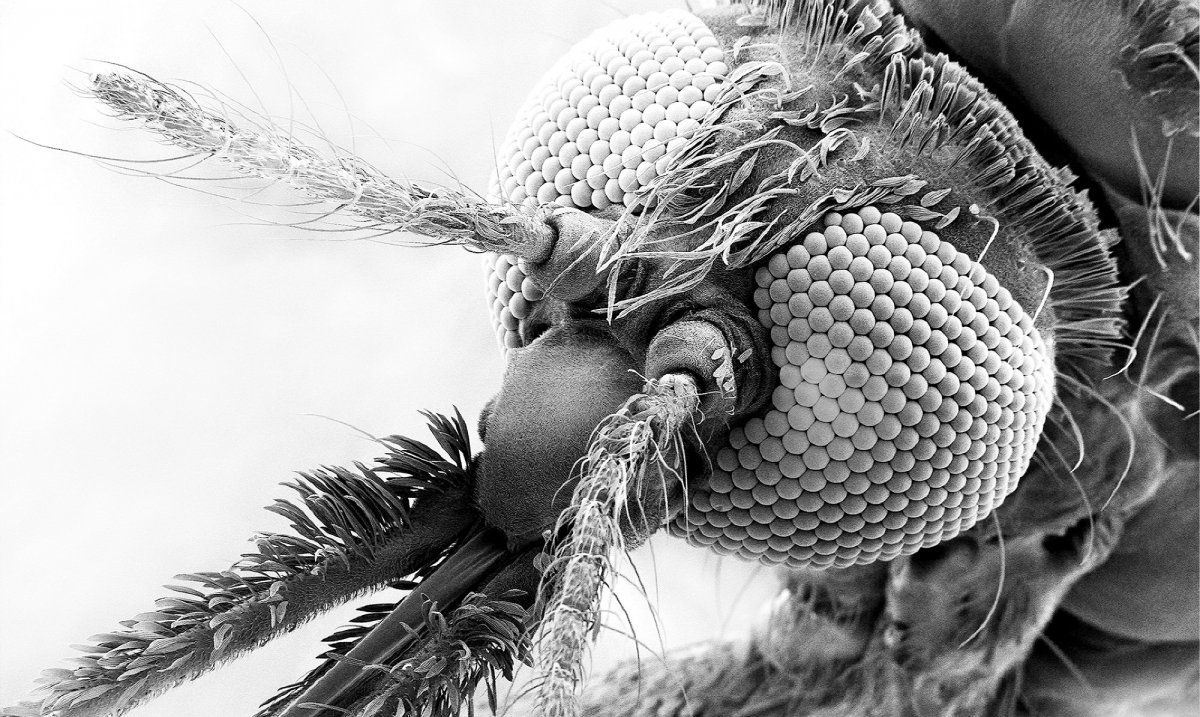 Глаз муравья под микроскопом