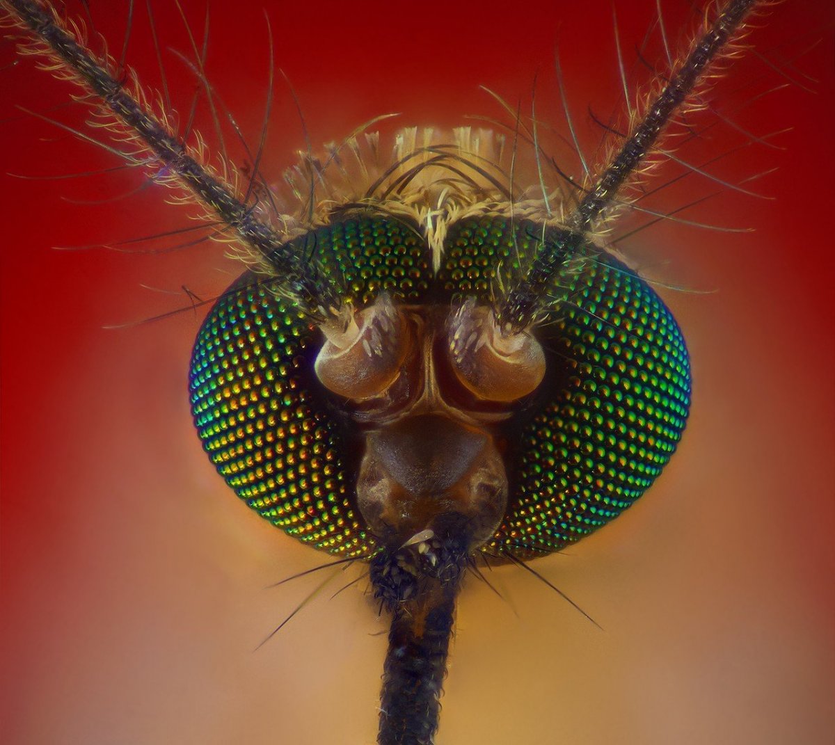 Комар под микроскопом