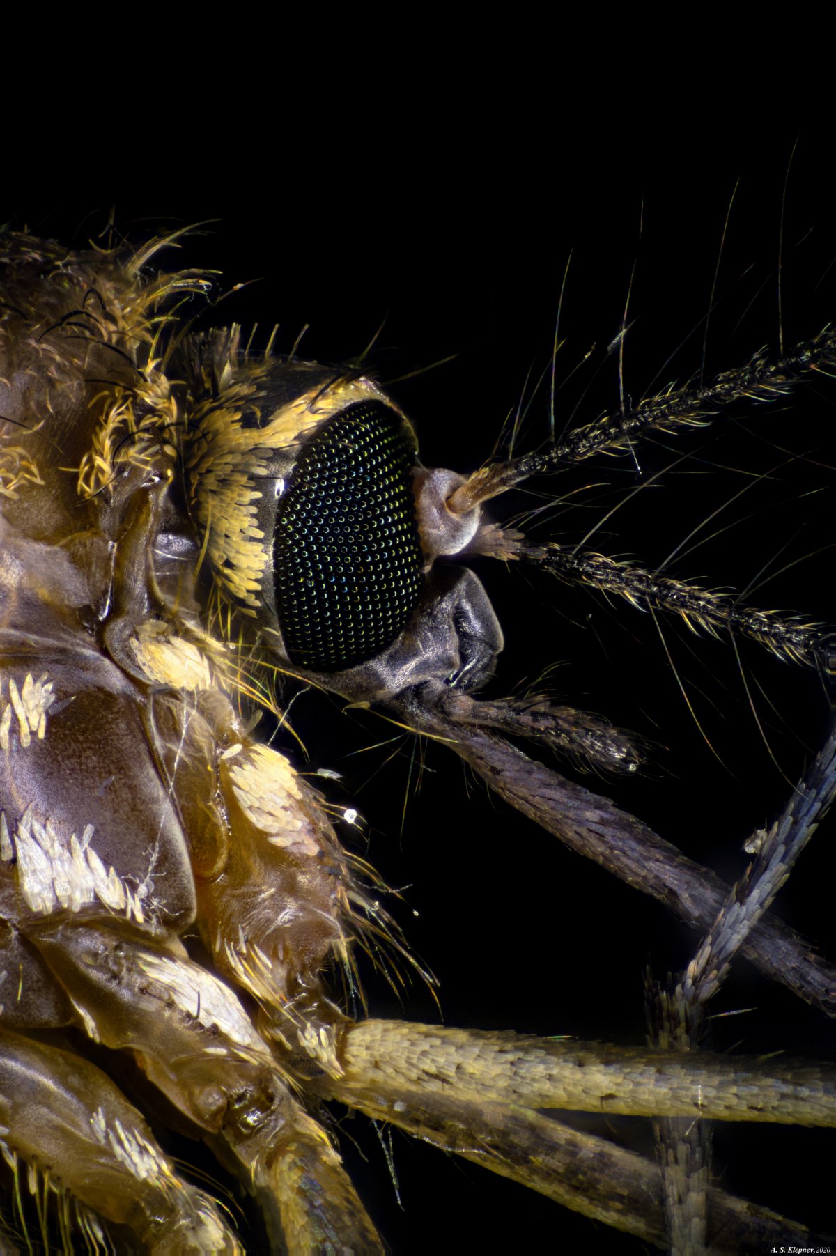 Игла комара под микроскопом