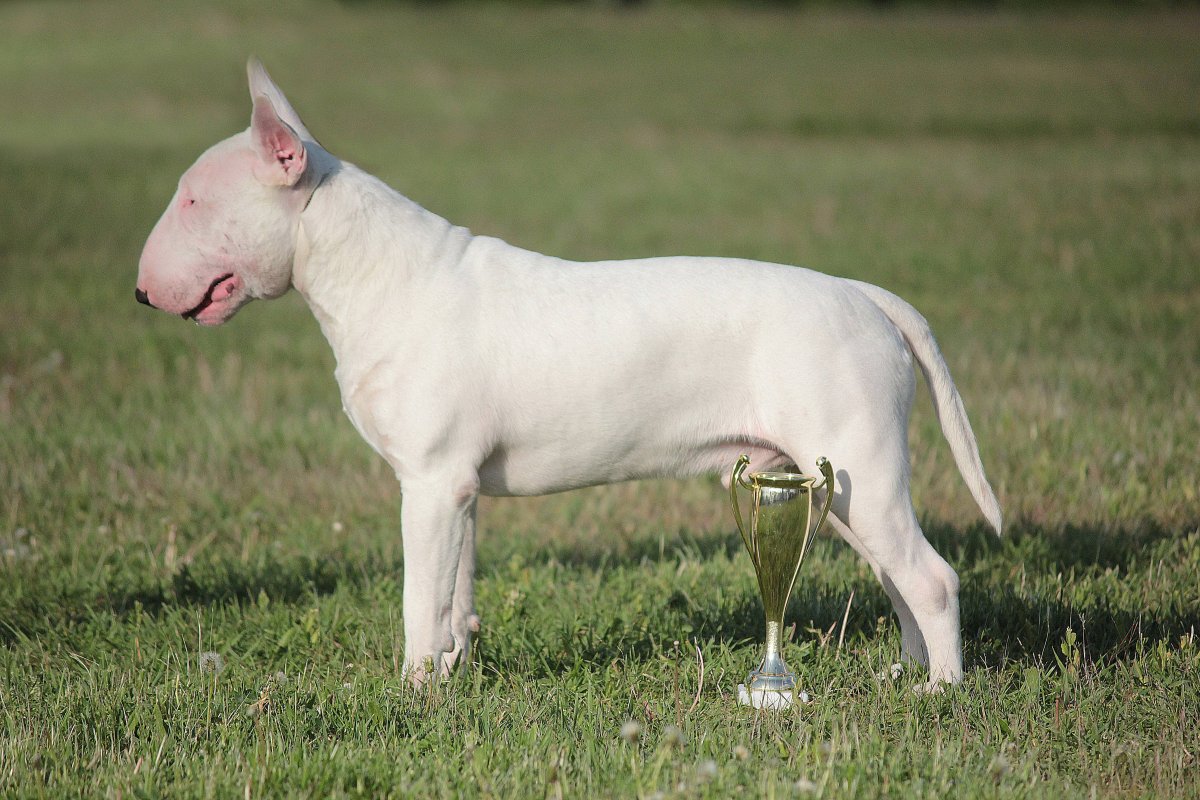 Бультерьер чистокровный