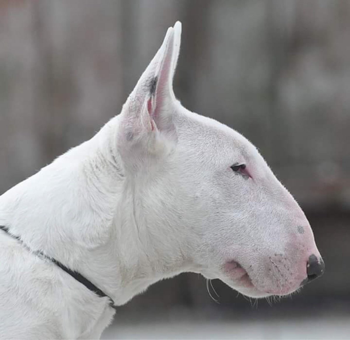 Бойцовская собака с длинной мордой