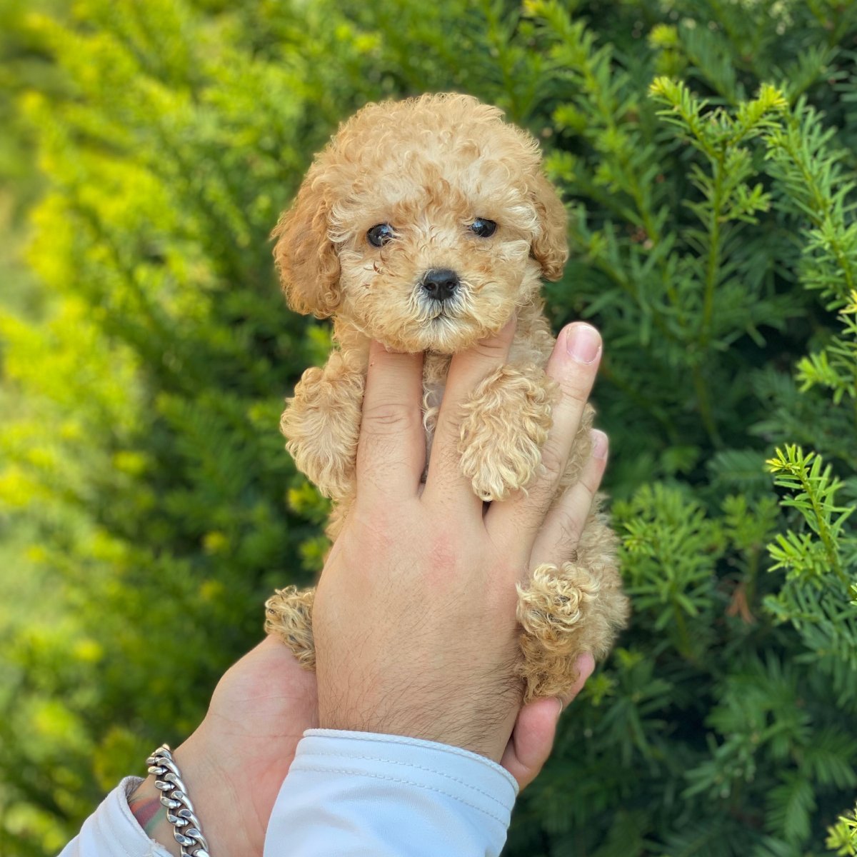 Пудель мальтипу взрослый