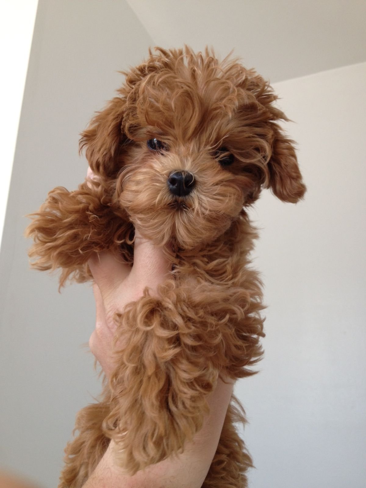 Карликовый пудель Тикап