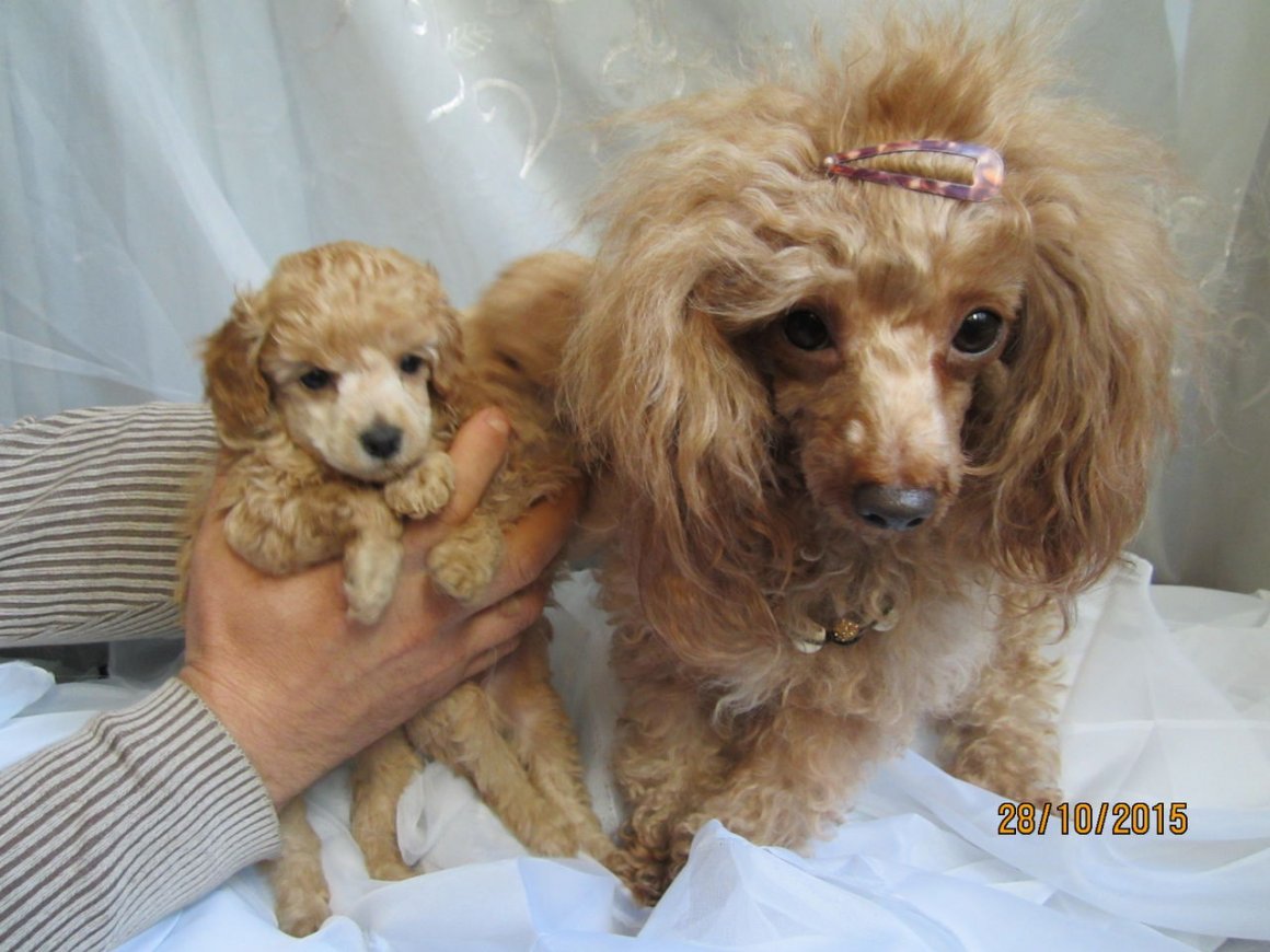 Порода собак мальтипу