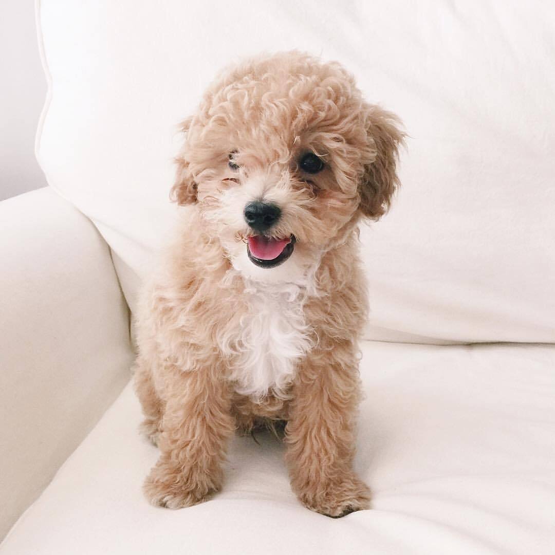 Королевский пудель мини