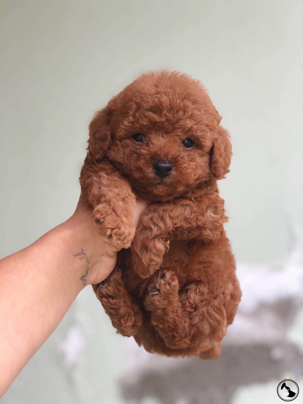 Пудель мальтипу