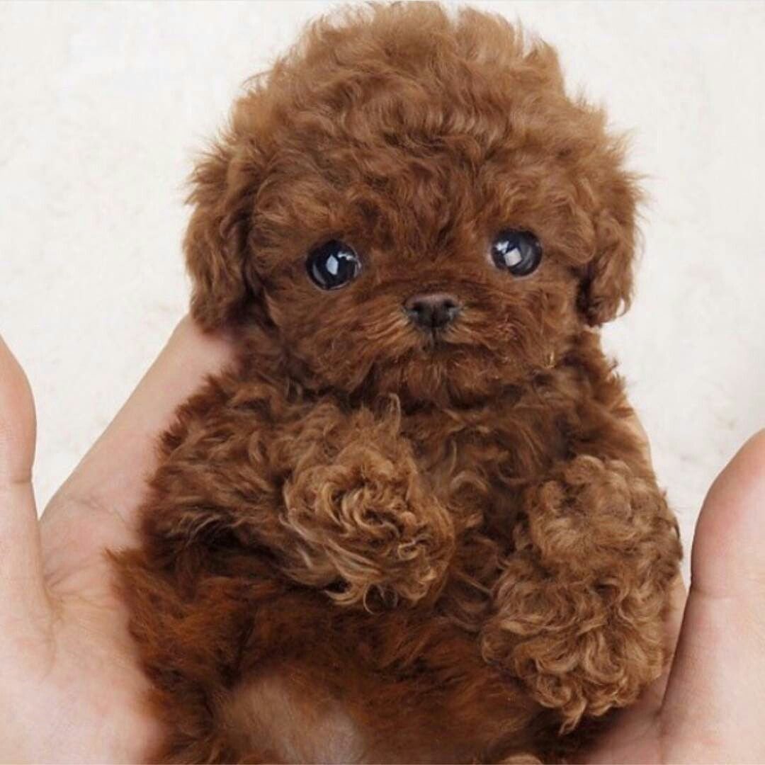 Порода собак той пудель