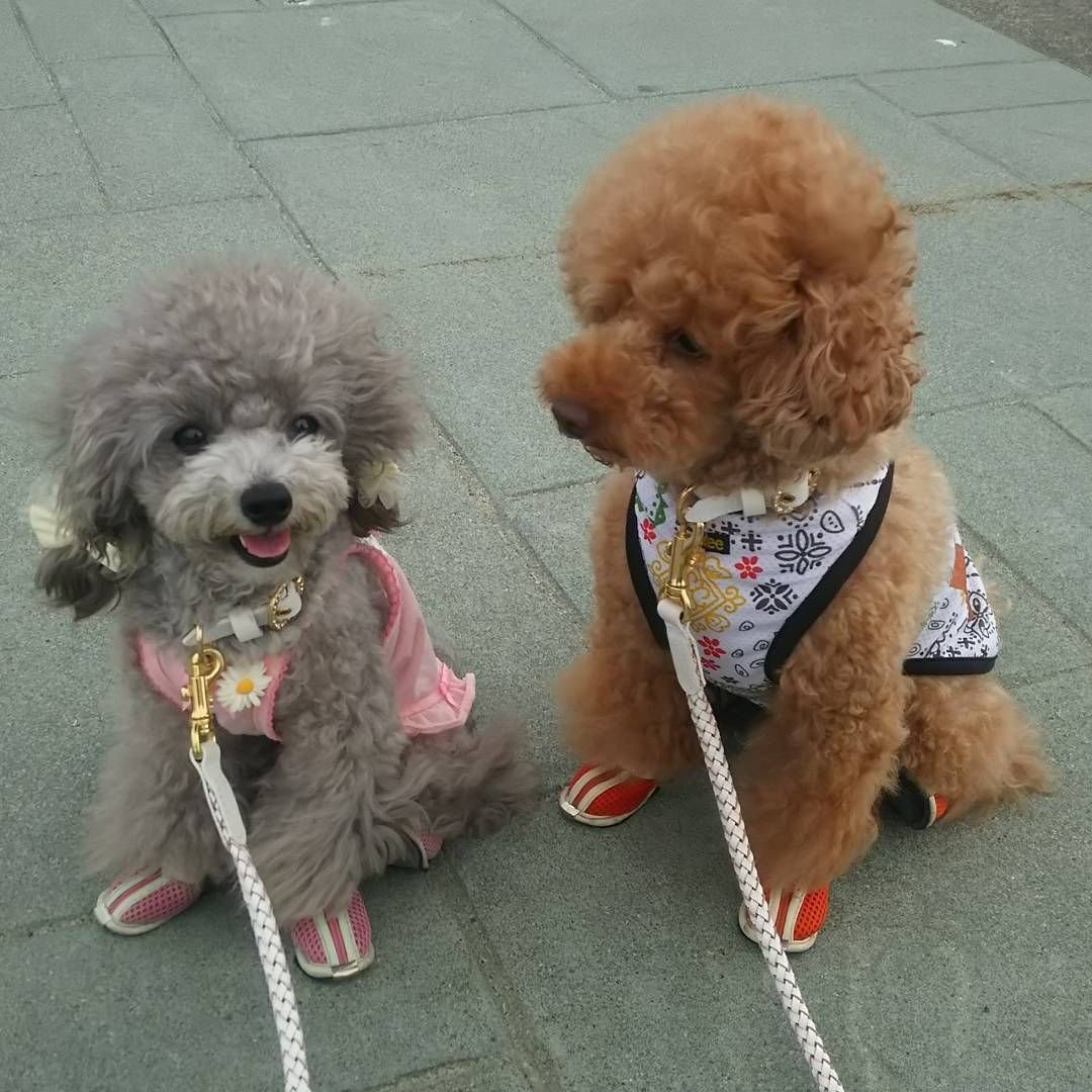 Пудель карликовый золотистый