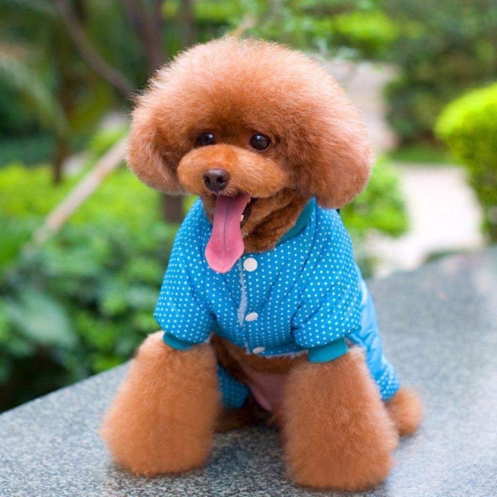 Стрижка мальтипу Фантом