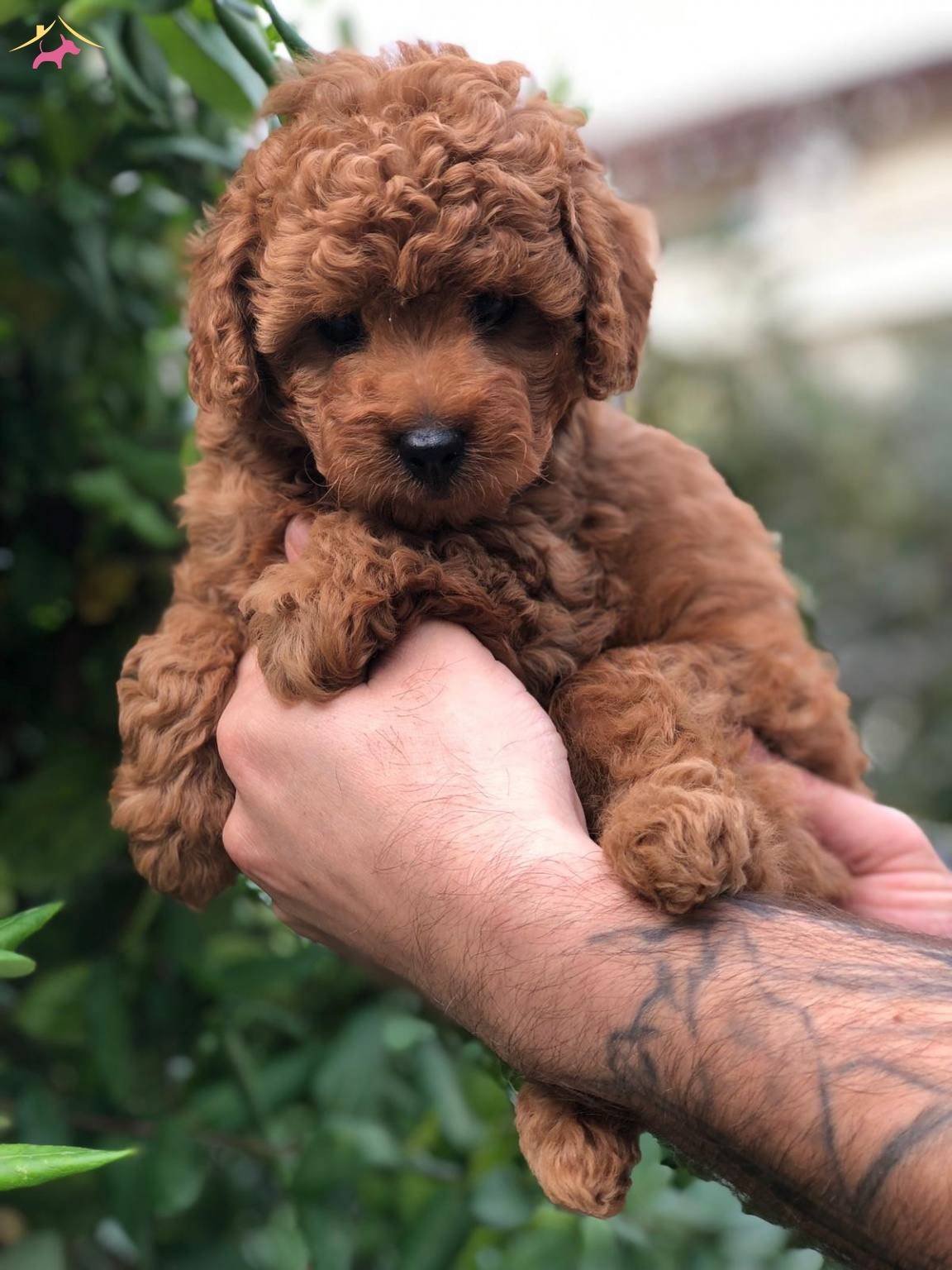 Карликовый пудель нестриженный