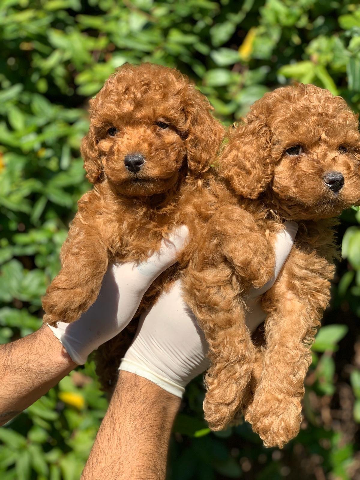 Карликовый пудель терьер