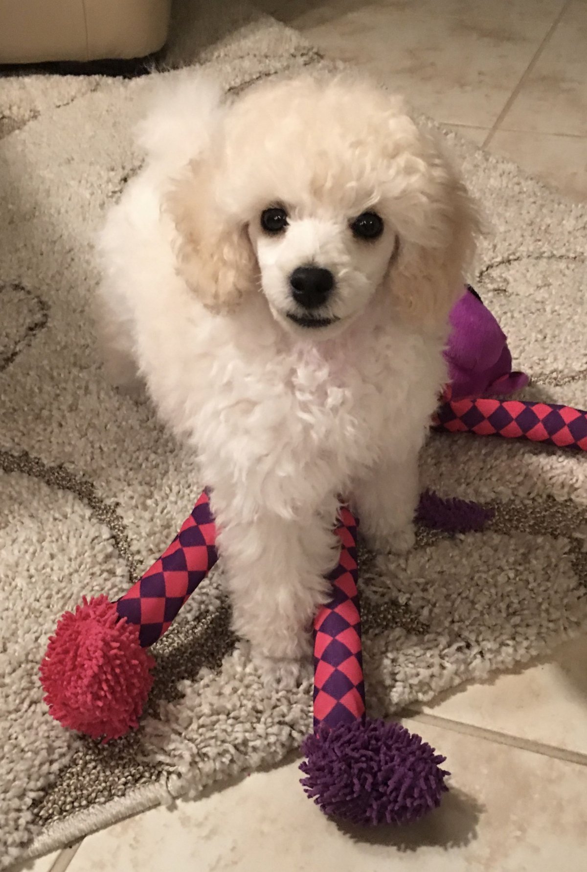 Pudel Toy той пудель