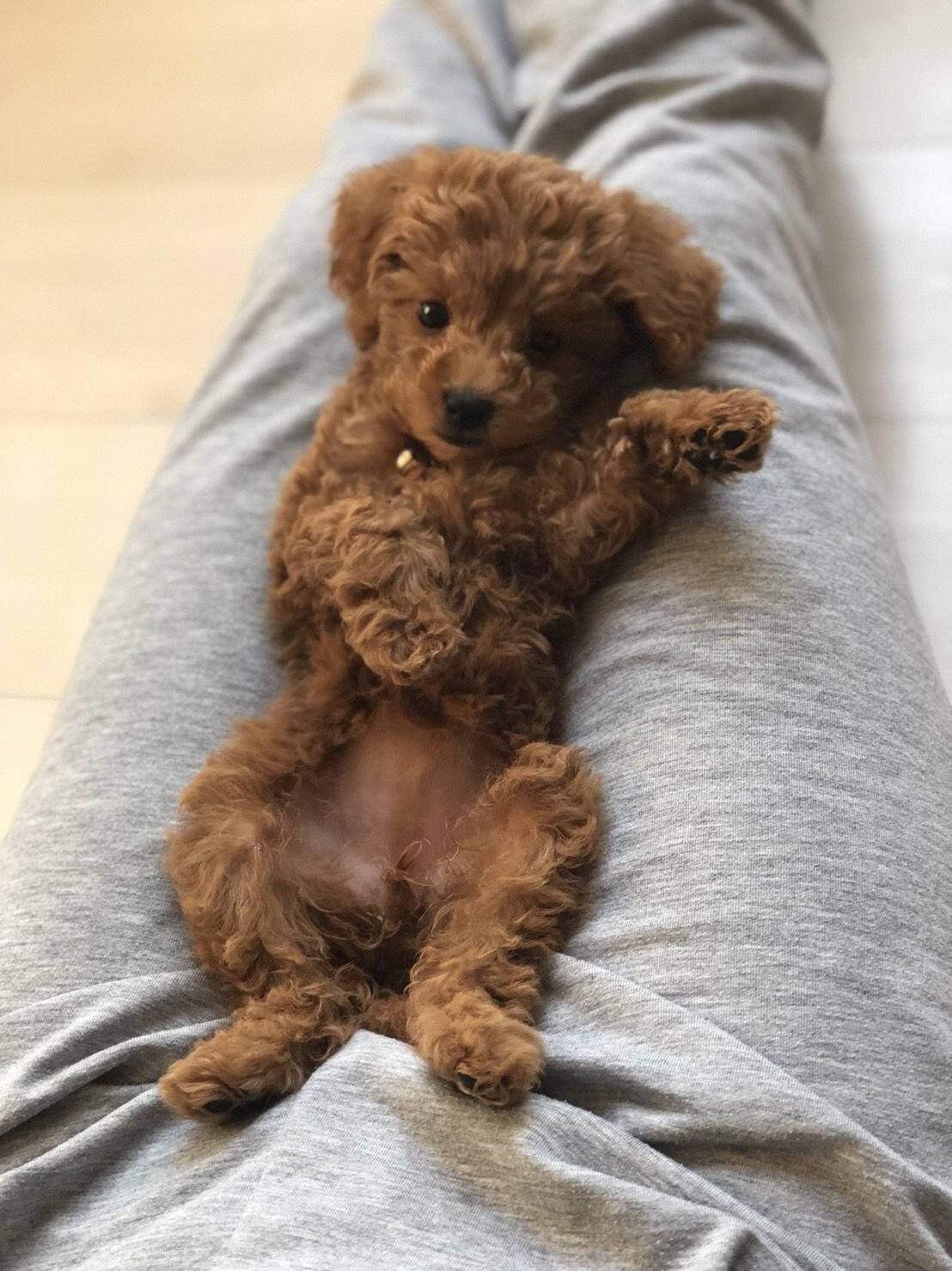 Пудель Тикап мини