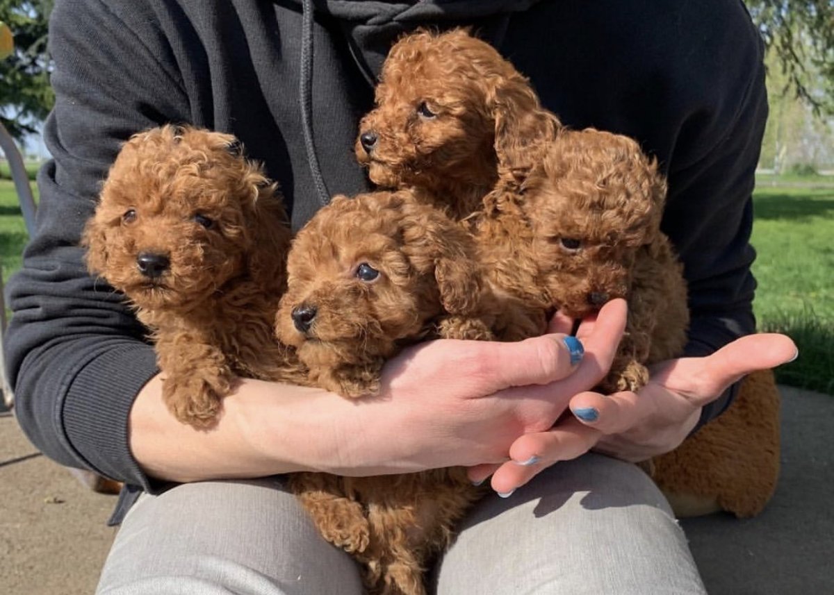 Роял Тикап пудель