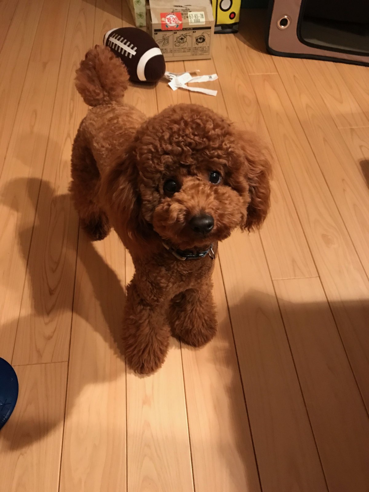 Той пудель мини