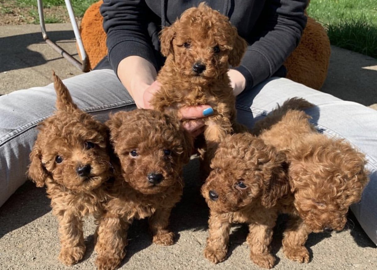 Роял Тикап пудель