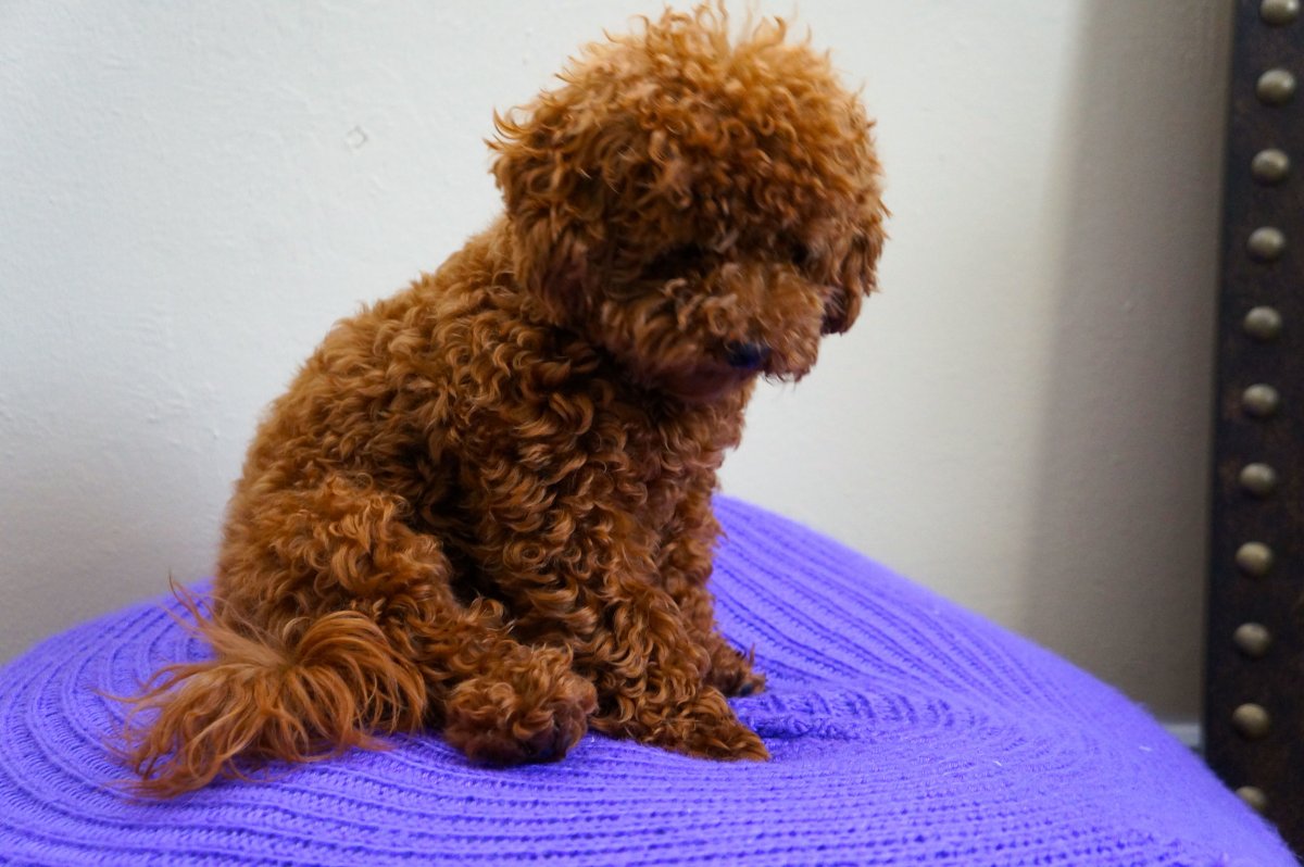 Пудель Тедди мини