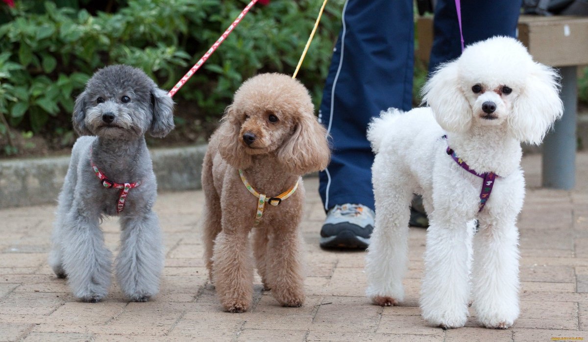 Той пудель мини