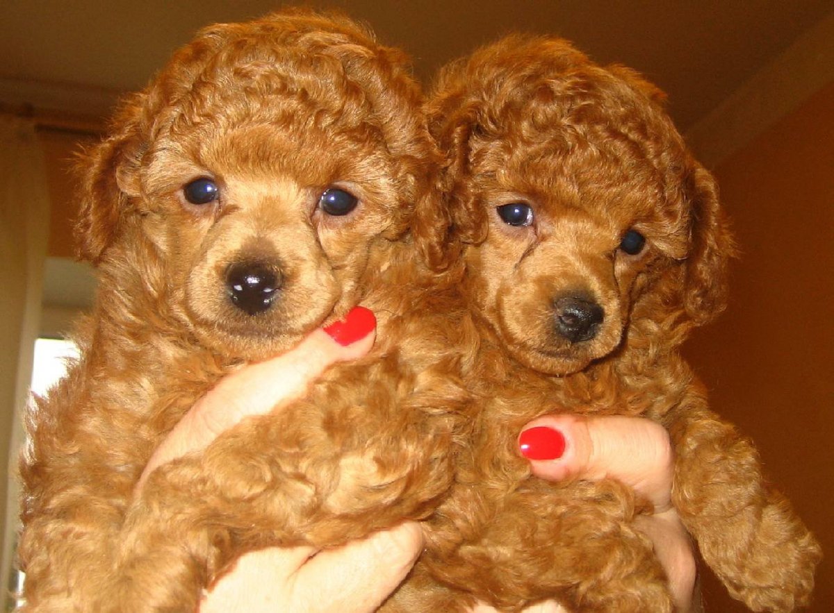 Карликовый пудель Тикап