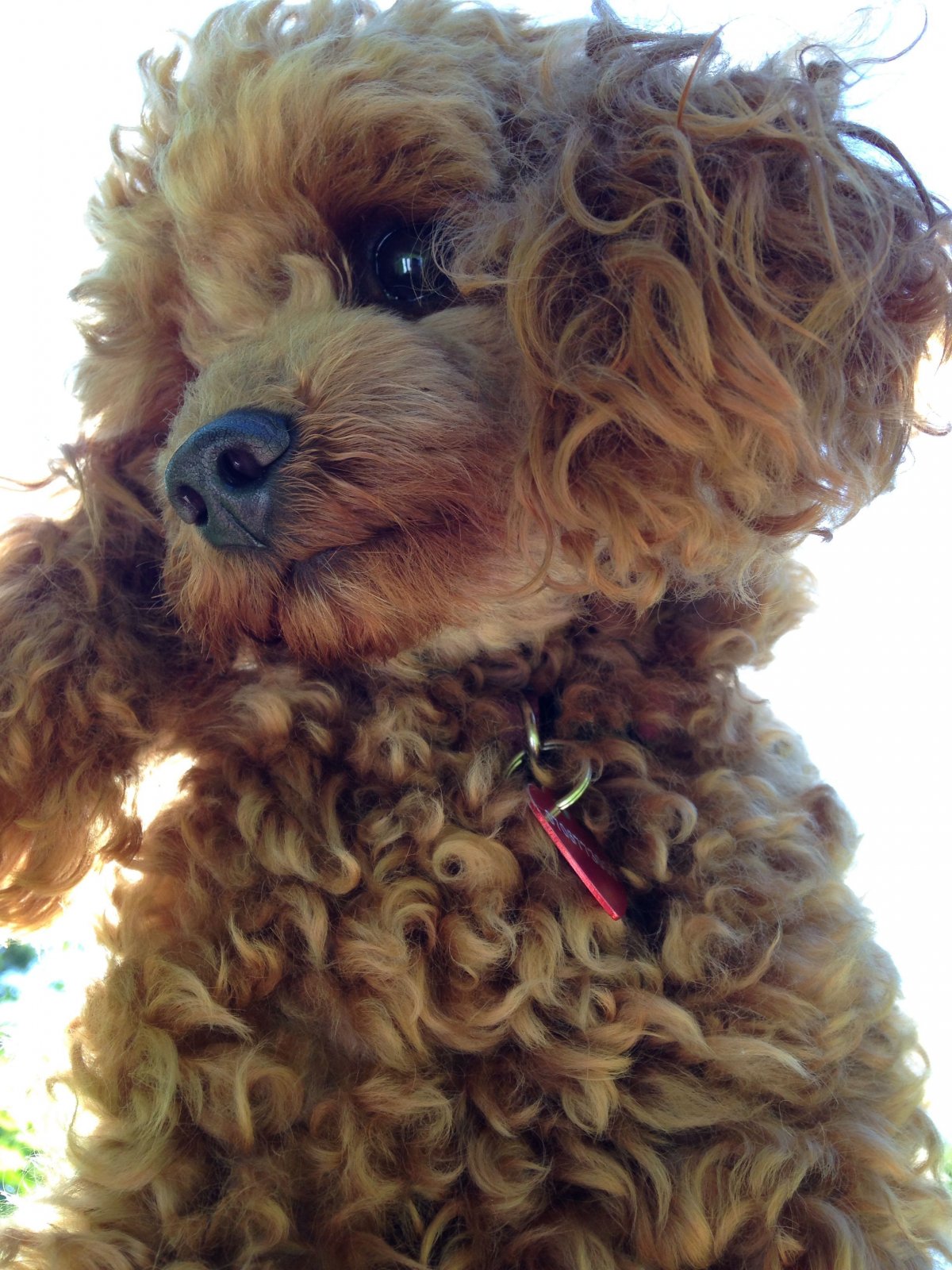 Карликовый пудель