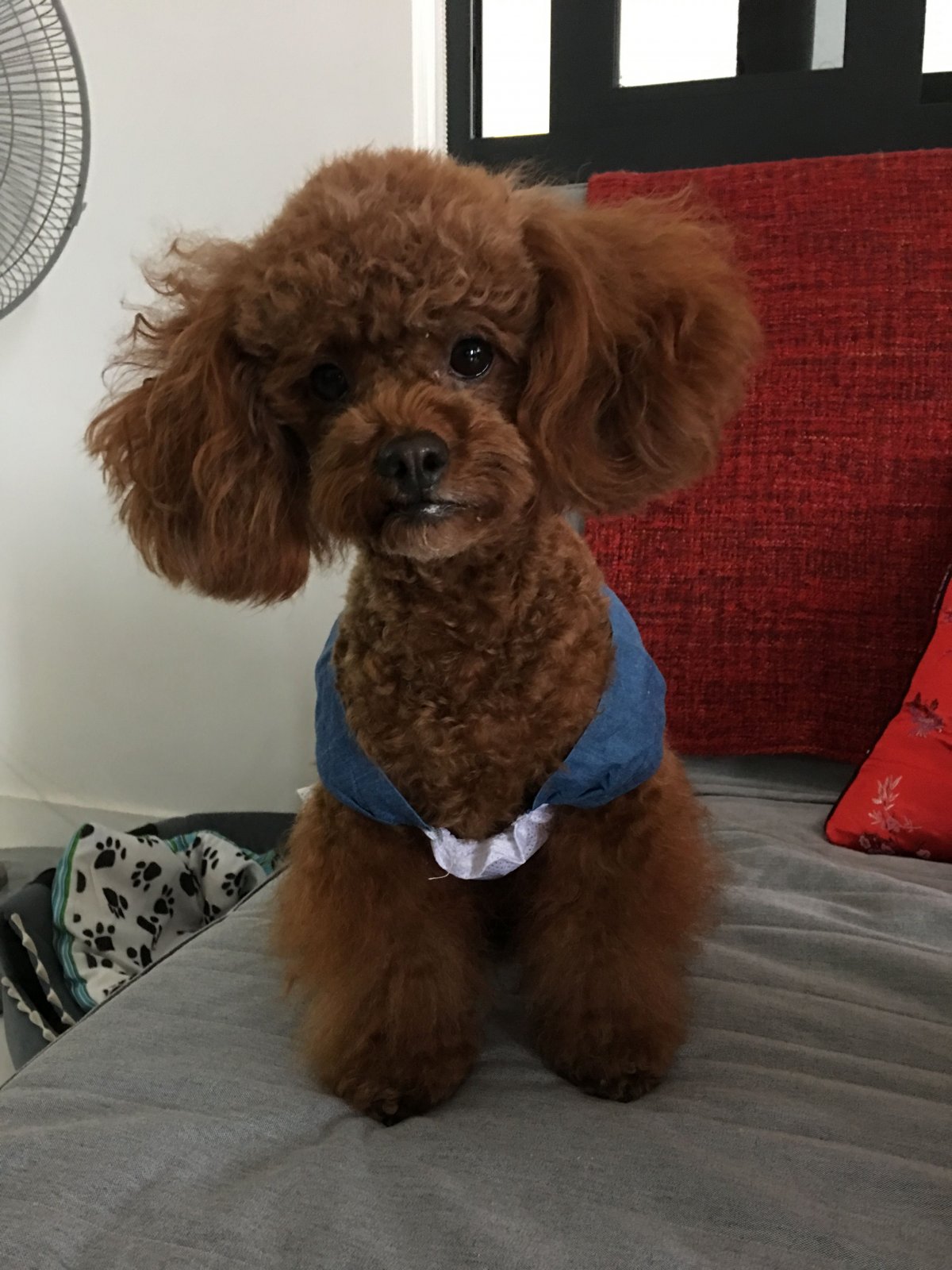 Пудель Тедди Беар