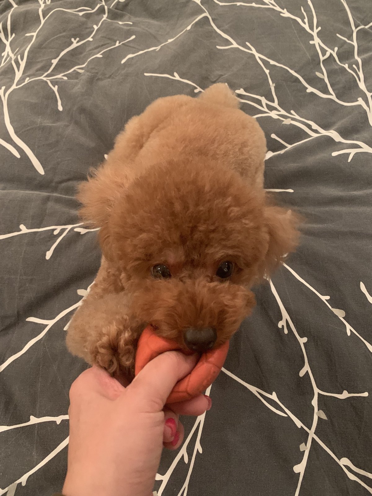 Королевский пудель Тедди