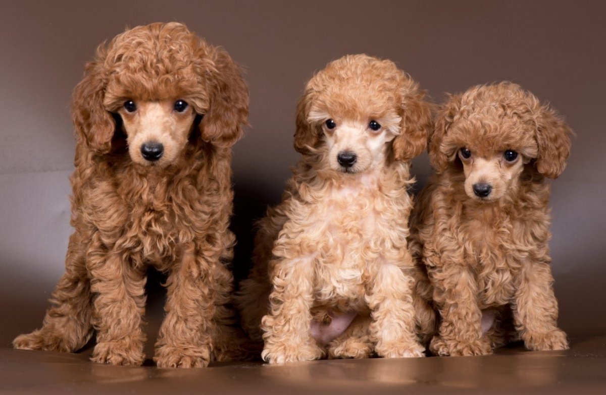 Карликовый пудель в Калининграде