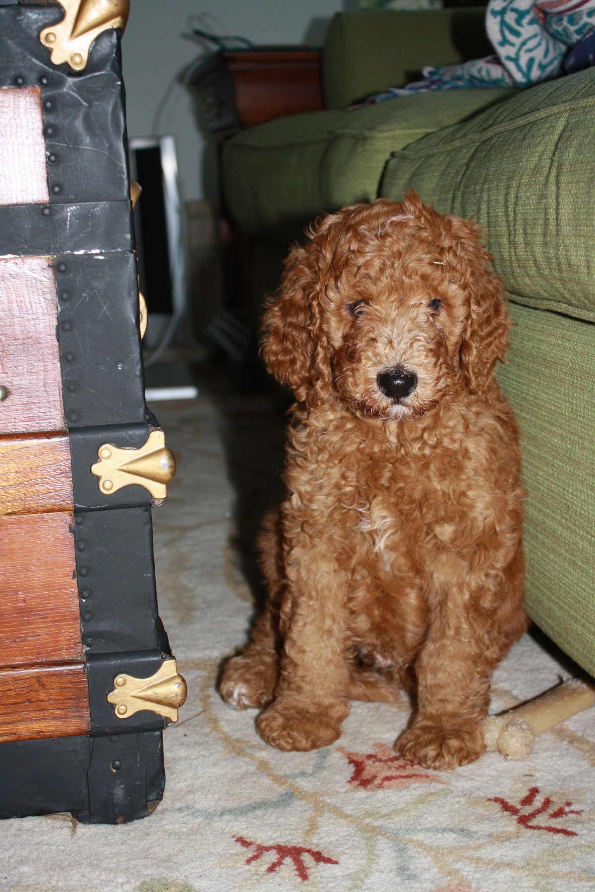 Той пудель мальтипу